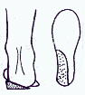 Boot Fitting Heel Wedge (pair)
